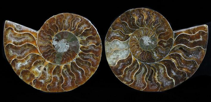Polished Ammonite Pair - Million Years #17759
